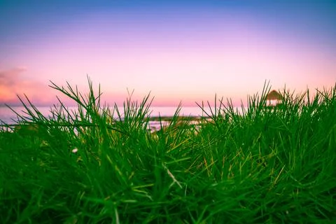 Green grass on the beach Stock Photos