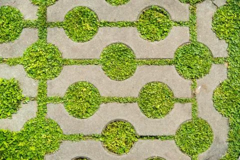 Green grass between cement brick background Stock Photos