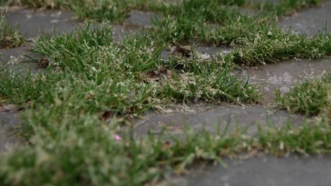Green grass between stones Stock Footage 91396034