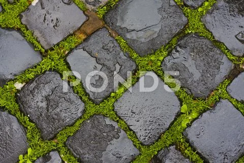 Green grass between wet cobblestones Stock Photos