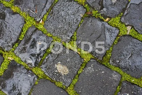 Green grass between wet cobblestones Stock Photos