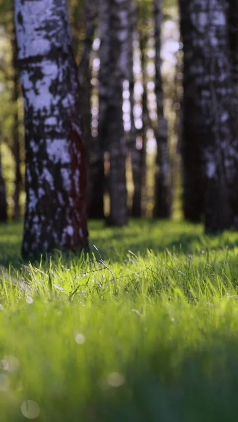 Green grass in birch forest, sunlight. Vertical 스톡 동영상 331427835