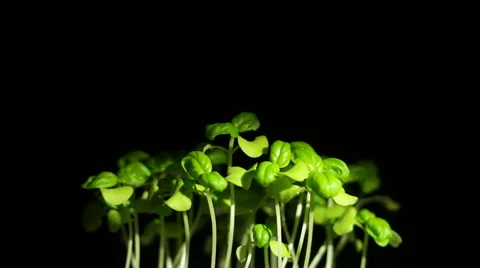 Green Grass on Black Background Stock Footage 61744373