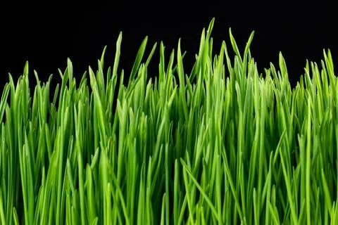 Green grass on a black background 스톡 사진