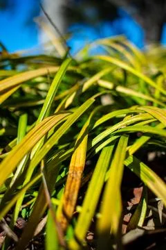 Green grass blade Foto stock