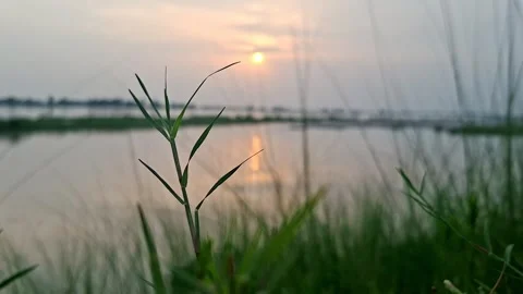 Green Grass Blade Standing Before Sunlit Riverbank Video stock 340115042