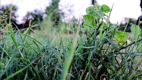 Green Grass Blades And Small Wild Leaves On Ground 库存影片 336225726
