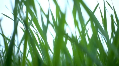Green grass blades blowing in wind against white sky Video stock 332282362