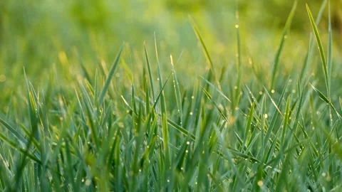 Green grass blades covered in sparkling morning dew drops Stock-Footage 332283014