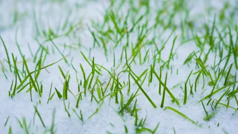 Green grass blades emerging through a fresh layer of white winter snow Stock Footage 342217649