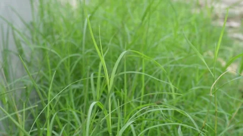 Green Grass Blades Stock-Footage 333967131