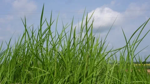 Green Grass Blades Stock Footage 335216490