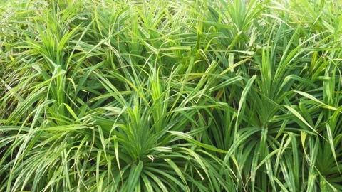 Green Grass Blades Stock-Footage 336710035