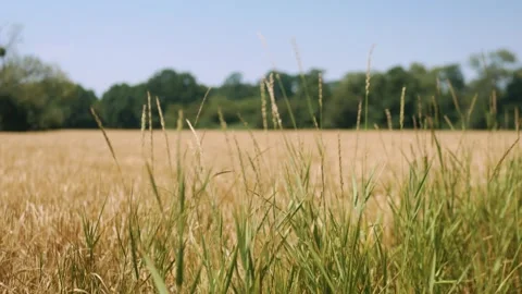 Green grass blades in foreground and blurred grain field in back Stock Footage 343541940