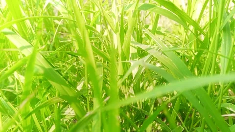 Green Grass Blades Macro Swaying in Morning Sunlight Cianjur 4K Stock Footage 337009353