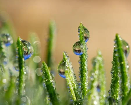 Green grass blades with rain drops that reflect saguaro cactus and blue sky. Stock Photos