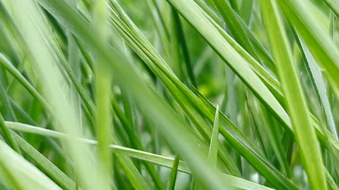 Green grass blades in springtime Video stock 205556374