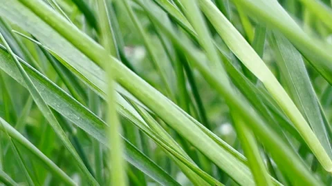 Green grass blades in springtime, low angle view 스톡 동영상 220057006