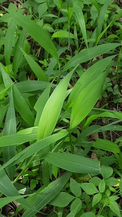 Green grass blades, swaying gently in breeze with natural sunlight and foli.. Stock Footage 343250734