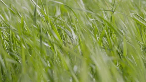 Green grass blades swaying in the wind, soft bokeh. 4K 60fps. Stock Footage 333988648