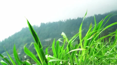 Green Grass Blades Swaying in the Wind with Soft Natural Background Видео 340325843