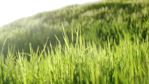 Green Grass Blades Swaying in the Wind, Sunlit Summer Meadow, Macro Close Up 動画素材 341302501