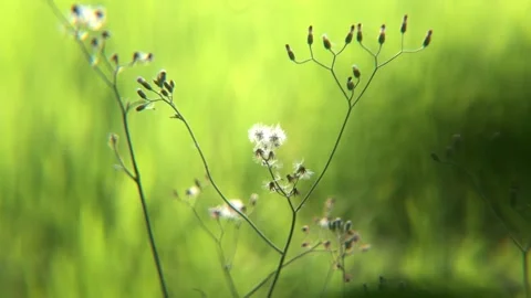 Green grass with blooming white flowers blowing in the wind Stock Footage 287939079