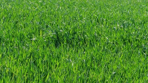 Green grass with blowing breeze and wind blasts, wheat field Stock Footage 108207221