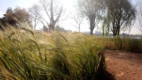 Green grass on blowing Video stock 105433099