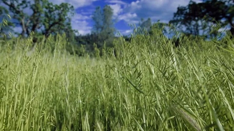 Green Grass Blowing in Slow Motion Stockbeeldmateriaal 73720705