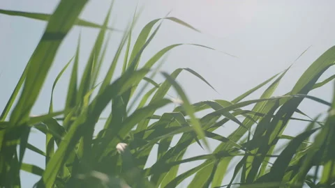 Green grass blowing in the strong wind on sky background Stock Footage 219773709