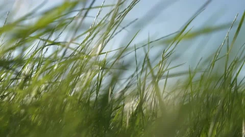 Green grass blowing in the wind against blue sunny sky Stock Footage 160502633