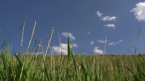 Green grass blowing in the wind against a blue sky Stock Footage 255497399