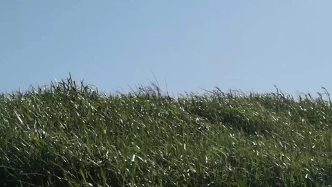 Green Grass Blowing in Wind with Blue Sky - no audio Stock Footage 124814293
