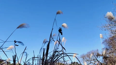 Green grass blowing in the wind with blue sky. Stock Footage 269397647