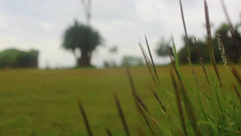 Green grass blowing in the wind with a blur background of grass savanna. Stock Footage 253630350