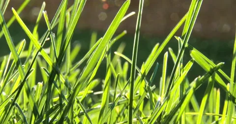 Green Grass Blowing in Wind - Close Up - 4k Stock Footage 52972543