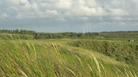 Green grass blowing in the wind on a cloudy day Stock Footage 338083700
