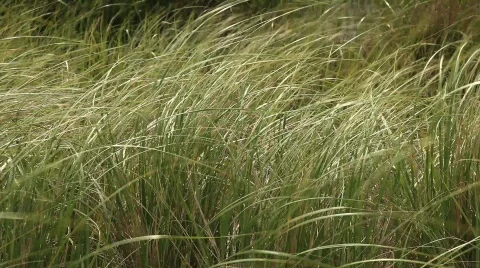 Green Grass Blowing in the Wind Stock Footage 493017