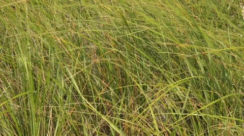 Green Grass Blowing in the Wind Stock Footage 499895