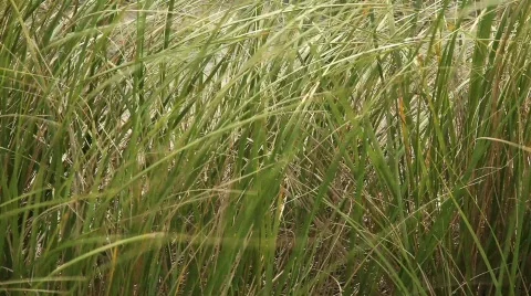 Green Grass Blowing in the Wind Stock-Footage 499910