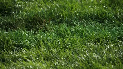 Green Grass Blowing in the Wind Stock Footage 22408385