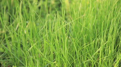 Green grass blowing in the wind Stock Footage 22778540