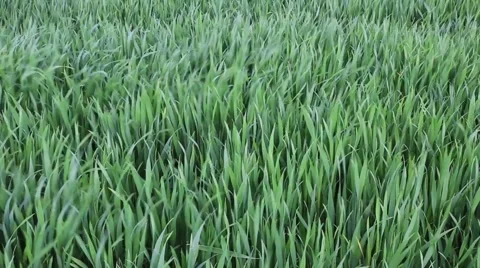 Green grass blowing in the wind Stock Footage 49952889