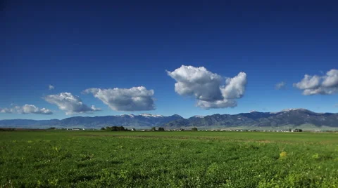 Green grass blowing in the wind Stock Footage 60793617