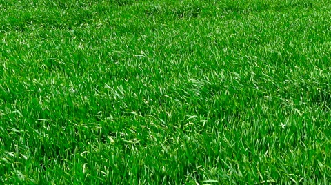 Green grass is blowing in the wind. Video stock 63277315