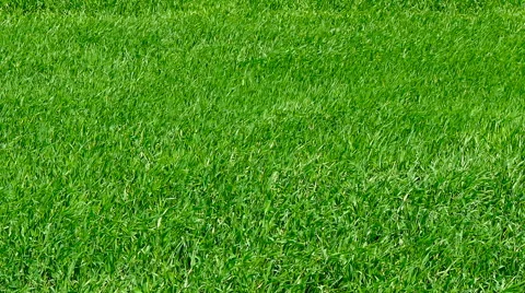 Green grass is blowing in the wind. Stock Footage 63278364