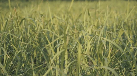 Green grass blowing in the wind Stock Footage 64116205