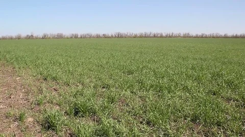 Green grass is blowing in the wind. Video stock 82450629