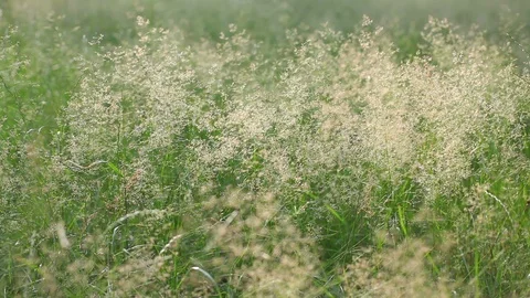 Green grass blowing on the wind Stock-Footage 91203052